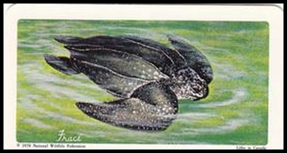 38 Leatherback Turtle